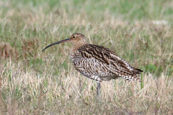 Großer Brachvogel | Eine Charakterart im extensiv bewirtschafteten Grünland