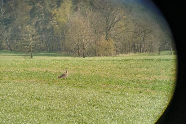 Großtrappen lassen sich regelmäßig im Zerbster Land nieder