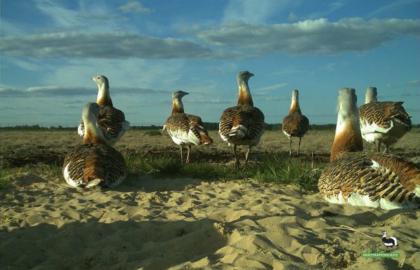 Großtrappengruppe nimmt ein Sandbad