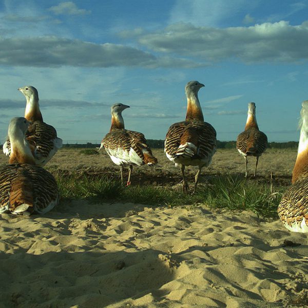Großtrappengruppe nimmt ein Sandbad