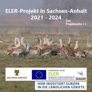 Hinweis auf das aktuelle ELER-Projekt zur Stabilisierung der Großtrappenbestände in Sachsen-Anhalt