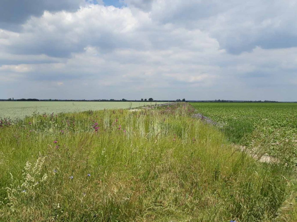 Das ELER-Projektgebiet "Zerbster Land" ist intensiv landwirtschaftlich genutzt. Durch die Einrichtung von Trappenbrachen entstehen wertvolle Habitatstrukturen | Foto René Köhler FV Großtrappenschutz e.V.