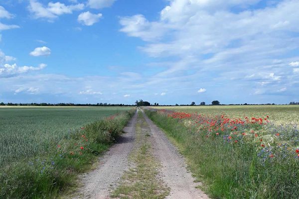 Artenreicher Feldrain im Vogelschutzgebiet "Zerbster Land"