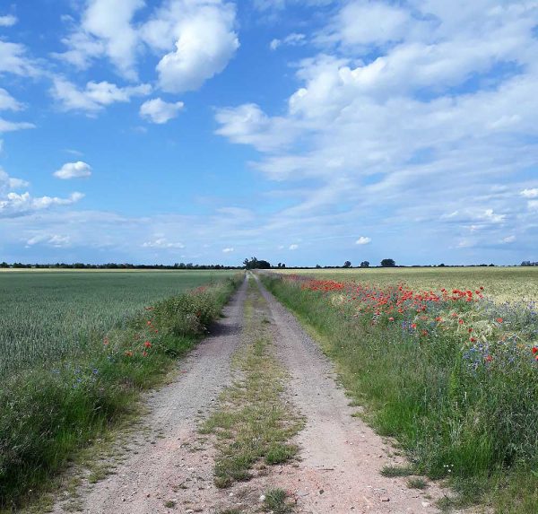 Artenreicher Feldrain im Vogelschutzgebiet "Zerbster Land"