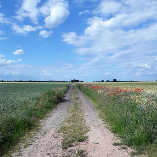 Artenreicher Feldrain im Vogelschutzgebiet "Zerbster Land"